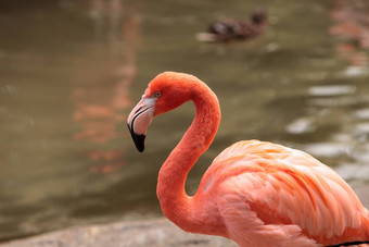 粉红色的加勒比火烈鸟phoenicopterus红色的