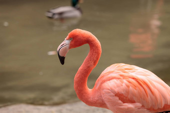 粉红色的加勒比火烈鸟phoenicopterus红色的