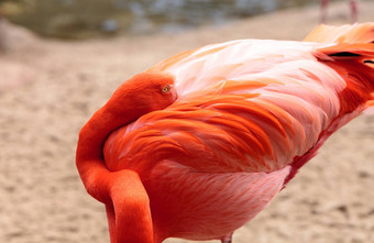 粉红色的加勒比火烈鸟phoenicopterus红色的