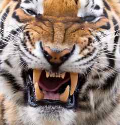 老虎咆哮牙齿