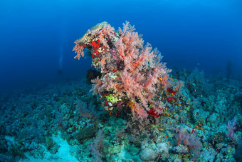 珊瑚生活潜水<strong>苏丹苏丹</strong>红色的海Safari