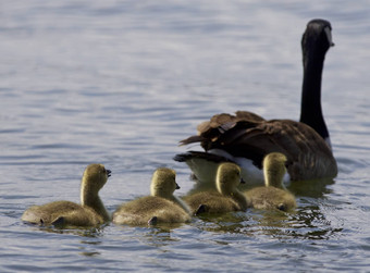 美丽的孤立的照片家庭加拿大鹅游泳