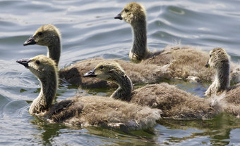 美丽的孤立的照片家庭加拿大鹅