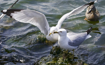 美丽的孤立的图像海鸥战斗食物