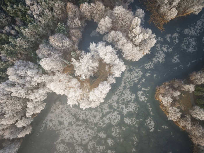 空中视图冬天背景白雪覆盖的森林