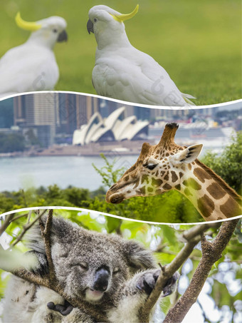 拼贴画澳大利亚<strong>动物图片</strong>旅行背景巨像