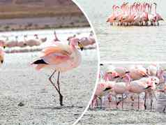 拼贴画玻利维亚粉红色的火烈鸟图片旅行背景
