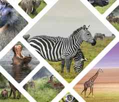 拼贴画动物坦桑尼亚旅行背景照片