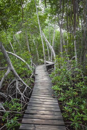 木小径热带雨森林哥伦比亚