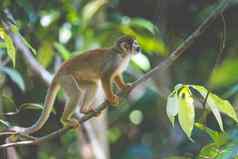 只黑头松鼠猴子坐着树saimirinaesaimiri玻利瓦尔