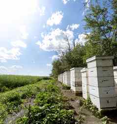 蜜蜂荨麻疹边缘农场场
