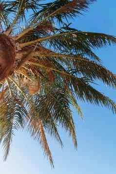 棕榈树背景蓝色的天空视图