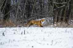 红色的狐狸冬天森林