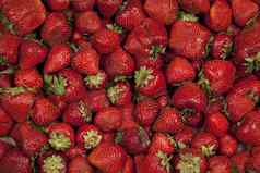 红色的成熟的草莓