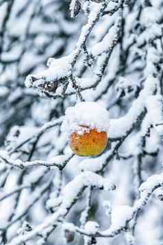 苹果分支覆盖雪