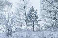白雪覆盖的树冬天一天