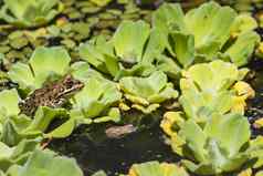 绿色青蛙湿地