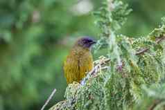 受欢迎的新西兰鸟自然森林