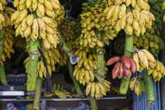 红色的黄色的绿色香蕉挂出售市场kand