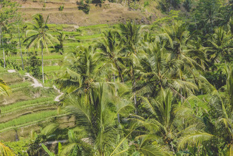 美丽的绿色阳台帕迪字段巴厘岛印尼