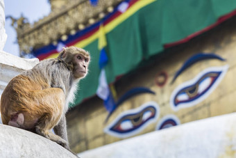 <strong>佛塔</strong>斯瓦扬布纳特猴子<strong>寺庙</strong>加德满都尼泊尔