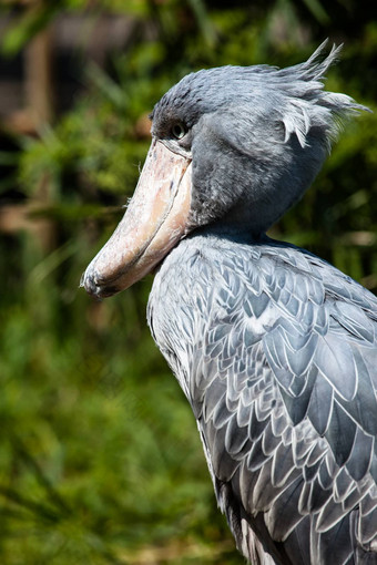 shoebill阿布马库布balaeniceps雷克斯