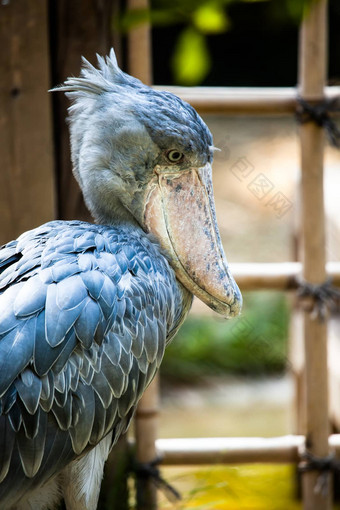 shoebill阿布马库布balaeniceps雷克斯