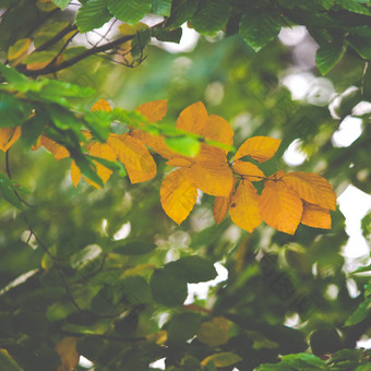 色彩斑斓的叶子树秋天季节波兰