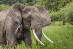 巨大的非洲大象牛坦桑尼亚国家公园坦桑尼亚