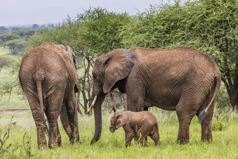 妈妈。婴儿非洲大象走萨凡纳焦油