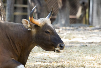 图像棕色（的）牛自然背景野生动物