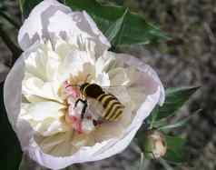 花牡丹蜜蜂收集花蜜