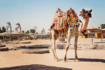 骆驼站完整的高度旅游旅行