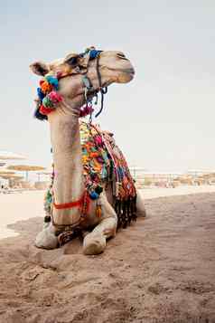 骆驼旅游旅行沙子海滩埃及