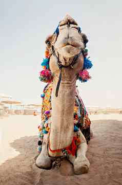骆驼旅游旅行沙子海滩埃及