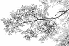 黑色的白色红外树叶子孤立的白色引入