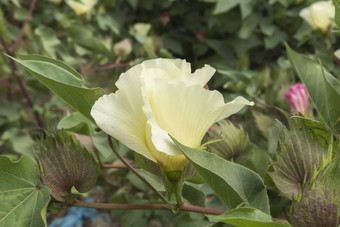 棉花花棉花植物棉花巴德