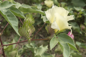 棉花花棉花植物棉花巴德