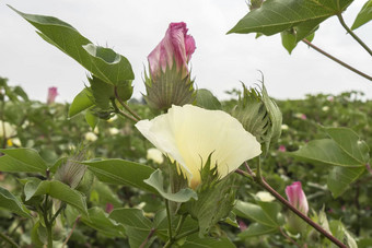 <strong>棉花</strong>花<strong>棉花</strong>植物<strong>棉花</strong>巴德