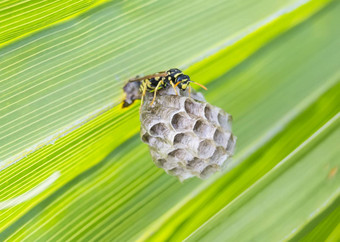黄蜂建筑巢棕榈叶
