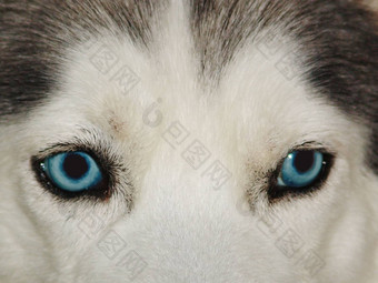 沙哑的特写镜头拍摄沙哑的狗蓝色的眼睛