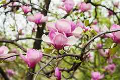 盛开的木兰树大粉红色的花