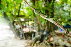 纯吡多莱莫斯瓦格莱里有毒的蛇绿色黄色的条纹亚洲