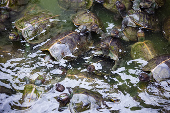海龟堆自然水环境