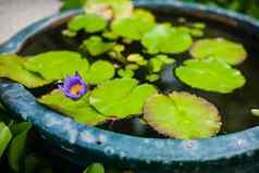 植物花盆花圃最大佛教寺庙爷爷