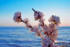 樱桃花朵海