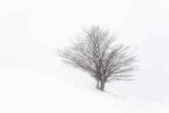 孤独的树冬天多雾的狂风暴雨的一天