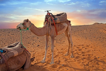 骆驼非常谢比沙漠摩洛哥