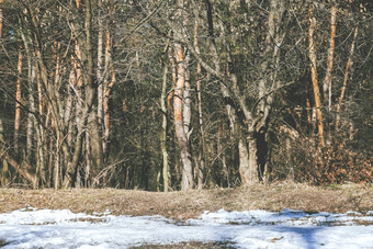 视图密集的森林草雪复古的风格