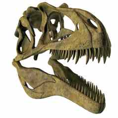 阿克罗坎索龙恐龙头骨